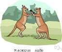 Macropus agiles - a small wallaby having a height of 30 inches
