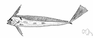 Trachipterus - type genus of the Trachipteridae