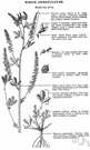 Melilotus alba - biennial plant