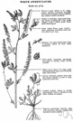 white sweet clover - biennial plant
