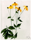Rudbeckia laciniata - tall leafy plant with erect branches ending in large yellow flower heads with downward-arching rays