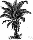 Raffia ruffia - a large feather palm of Africa and Madagascar having very long pinnatisect fronds yielding a strong commercially important fiber from its leafstalks