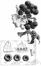 blackcap - raspberry native to eastern North America having black thimble-shaped fruit