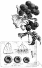 Rubus occidentalis - raspberry native to eastern North America having black thimble-shaped fruit
