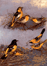Icterus galbula bullockii - western subspecies of northern oriole
