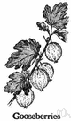 Pleurobrachia - sea gooseberries