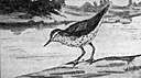 Actitis - a genus of Scolopacidae