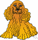 English cocker spaniel - a small breed with wavy silky hair