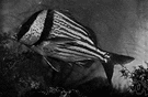 Anisotremus - a genus of Haemulidae