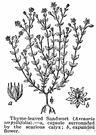 sandwort - low-growing herb having clusters of small white four-petaled flowers