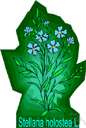 genus Stellaria - common chickweed
