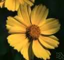Eriophyllum wallacei - tiny grey woolly tufted annual with small golden-yellow flower heads