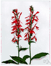 cardinal flower - North American lobelia having brilliant red flowers