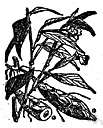 Maranta arundinaceae - white-flowered West Indian plant whose root yields arrowroot starch