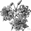 devil lily - east Asian perennial having large reddish-orange black-spotted flowers with reflexed petals