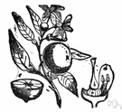 bitter orange - any of various common orange trees yielding sour or bitter fruit