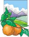 Seville orange - any of various common orange trees yielding sour or bitter fruit