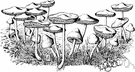 Marasmius oreades - mushroom that grows in a fairy ring