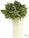 autophytic plant - plant capable of synthesizing its own food from simple organic substances