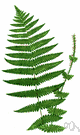 genus Oreopteris - 3 species of ferns formerly included in genus Dryopteris or Thelypteris