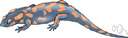ambystomid - small to moderate-sized terrestrial or semiaquatic New World salamander