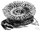 order Actinaria - sea anemones