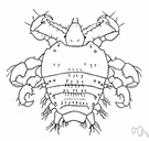 genus Phthirius - true lice: crab lice