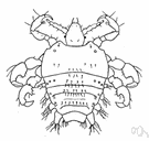 Phthirus - true lice: crab lice