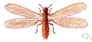 Termes - type genus of the Termitidae