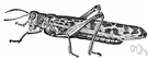 Migratory locust - Old World locust that travels in vast swarms stripping large areas of vegetation