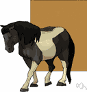 pony - a range horse of the western United States