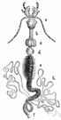 third stomach - the third compartment of the stomach of a ruminant