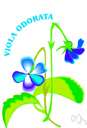 field pansy - common Old World viola with creamy often violet-tinged flowers