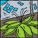 Funka - robust east Asian clump-forming perennial herbs having racemose flowers: plantain lilies
