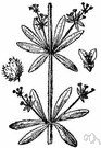 Galium aparine - annual having the stem beset with curved prickles