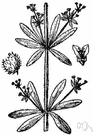 spring cleavers - annual having the stem beset with curved prickles