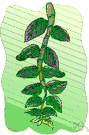 columnea - tropical plant having thick hairy somewhat toothed leaves and solitary or clustered yellow to scarlet flowers