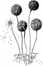 aspergillus - genus of common molds causing food spoilage and some pathogenic to plants and animals