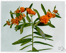 tuber root - erect perennial of eastern and southern United States having showy orange flowers