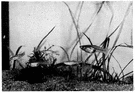 Lebistes - guppies
