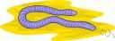 blindworm - any of the small slender limbless burrowing wormlike amphibians of the order Gymnophiona