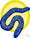 caecilian - any of the small slender limbless burrowing wormlike amphibians of the order Gymnophiona