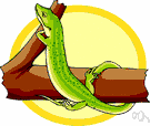 whiptail lizard - any of numerous very agile and alert New World lizards