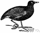 Gallinula chloropus - black gallinule that inhabits ponds and lakes