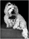 Maltese dog - breed of toy dogs having a long straight silky white coat