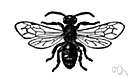 family Andrenidae - a large family of solitary short-tongued bees most of which burrow in the ground