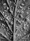 Trialeurodes vaporariorum - whitefly that inhabits greenhouses