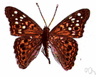 genus Apatura - large Old World butterflies