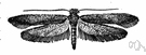 Tineola - webbing clothes moths