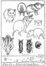 javelina - dark grey peccary with an indistinct white collar